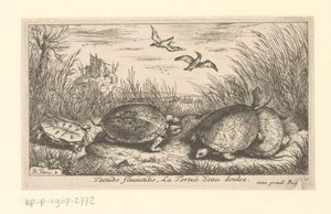 Vier zoetwaterschildpadden tussen gras en riet door Albert Flamen