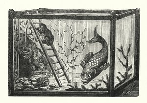 Vis en kikker in een viskom (gravure)
