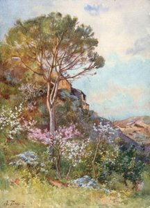 Bij Calatafimi
