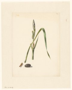 Studie van Iris met rups, eronder een cocon en ingesponnen rups door Albertus Steenbergen