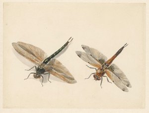 Studie van twee libellen door Albertus Steenbergen