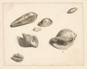 Studieblad met diverse schelpen door Albertus Steenbergen