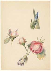 Studieblad met drie rozen en een iris door Albertus Steenbergen