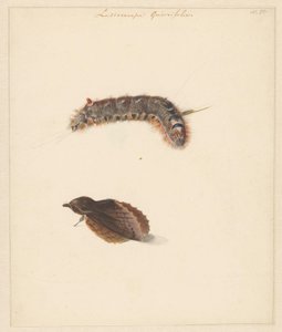 Studieblad met rups en nachtvlinders, Lasiocampa Quireifolia door Albertus Steenbergen