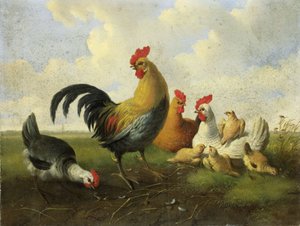 Een haan met hennen en kuikens