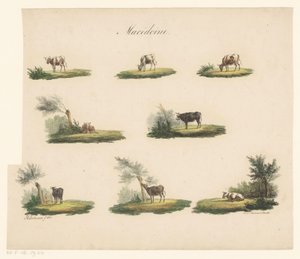 Koeien in landschap