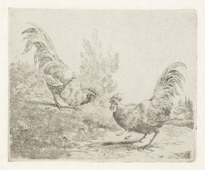 Twee vechtende hanen