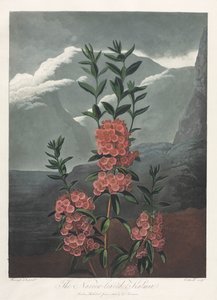 De Tempel van Flora, of Tuin van de Natuur: De Smalbladige Kalmia