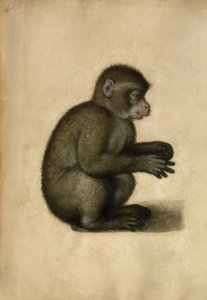 Aap door Albrecht Dürer