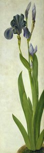Een iris door Albrecht Dürer