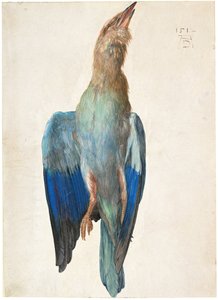 Dode Blauwe Roller, 1500 of 1512 door Albrecht Dürer