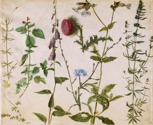 Acht Studies van Wilde Bloemen door Albrecht Dürer