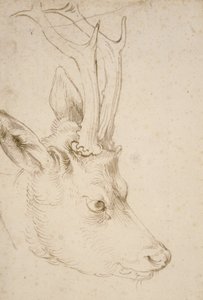 Hoofd van een Roebuck door Albrecht Dürer