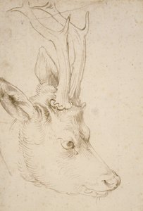 Hoofd van een Ree, 1503