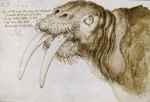 Hoofd van een walrus, 1521