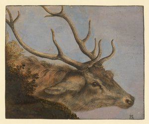 Hertenkop door Albrecht Dürer
