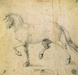 Paard door Albrecht Dürer