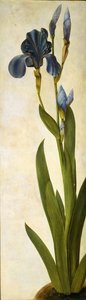 Iris troiana, ca. 1505-1508 door Albrecht Dürer