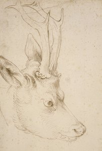 Kop van een ree, ca. 1503