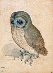 Kleine uil, 1508