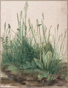 Het grote stuk gras door Albrecht Dürer