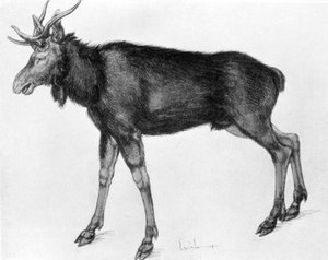 Jonge Scandinavische eland met onvolgroeide geweien
