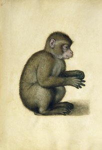 Een aap door Albrecht Dürer