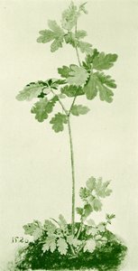 Speenkruid