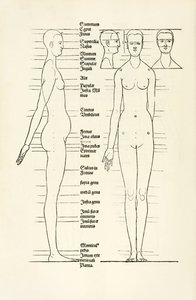 Vrouwelijke anatomische houtsnede uit 
