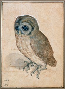 Kaeuzchen - De kleine uil door Albrecht Dürer or Duerer