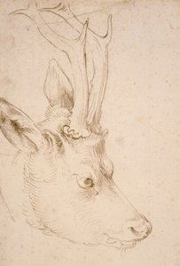 Kop van een reebok - Tekening door Albrecht Dürer (1471-1528), rond 1503 - Hoofd van een reebok - Pen en penseel, grijze en bruine inkt op papier door Albrecht Dürer (1471-1528), ca 1503 - 22,8x15,3 cm - Nelson-Atkins Museum of Art, Kansas City, Missouri