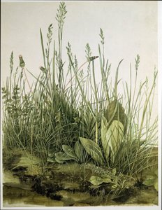 Het grote stuk gras door Albrecht Dürer or Duerer