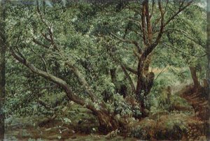 Bomen bij een stroom