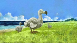Afbeelding van de uitgestorven dodo (illustratie)