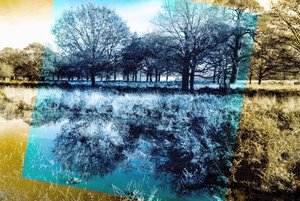 Blauwe noot door Alex Caminker