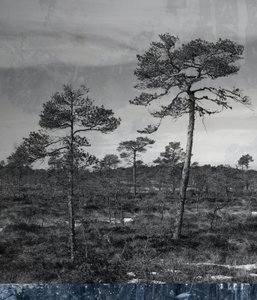 blauwe ondergrond door Alex Caminker