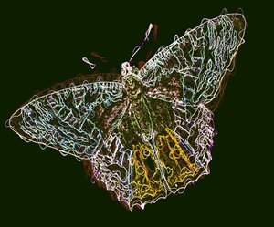 Vlinder 6