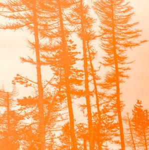 Als de Bomen Oranje Waren, 2019 door Alex Caminker