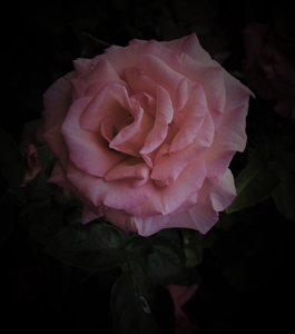 Roze planeet