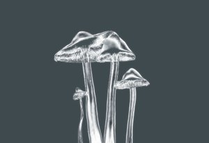 Zilveren Paddenstoelen door Alex Caminker