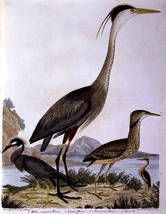 Reigers, gegraveerd door I. G. Marnicke door Alexander (after) Wilson