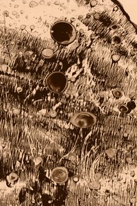 Zuurstof door Alexander Adiels