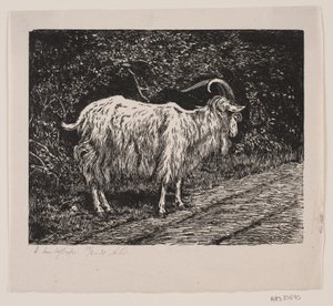 Een geitenbok