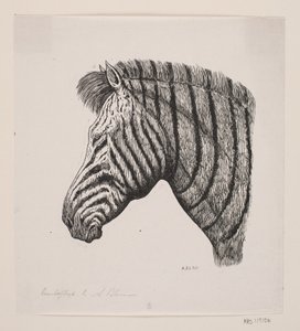 Hoofd van een zebra