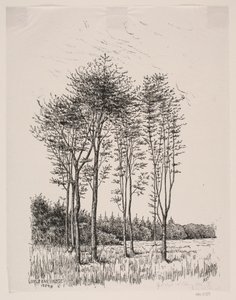 Opgroeiende beuken