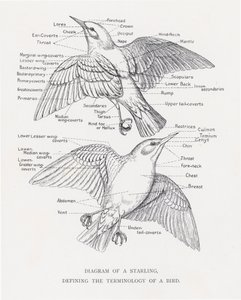 Diagram van een spreeuw, definieert de terminologie van een vogel door Alexander Francis Lydon