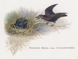 Zangvogels, Orde Passeriformes