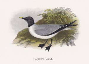 Sabines Meeuw