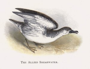 De Verbonden Pijlstormvogel door Alexander Francis Lydon