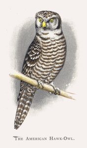 De Amerikaanse Sperweruil